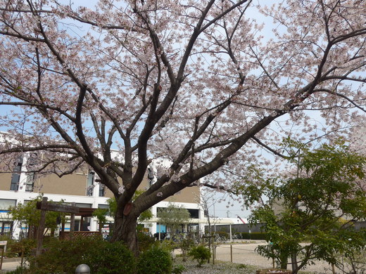 今朝の空と　昨日の加古川の「ちり桜」_b0011578_10591164.jpg