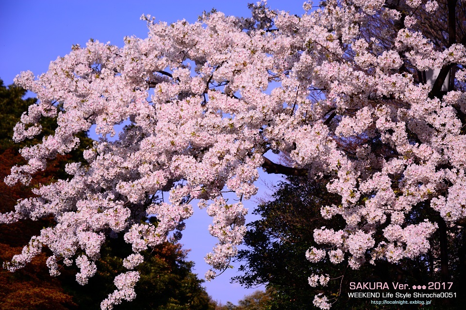 桜Ver.2017　皇居東御苑_f0345580_16223393.jpg