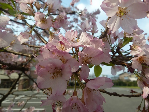 桜！_b0095981_19390892.jpg