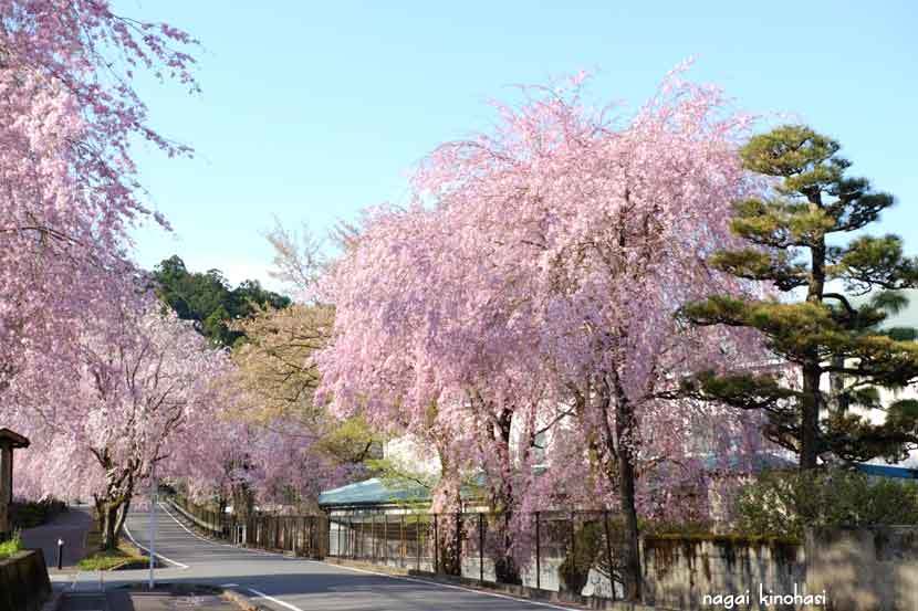 川根路を行く　枝垂れ桜_e0243382_20135671.jpg