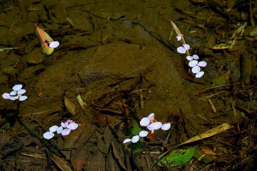 d0045383_21124144.jpg