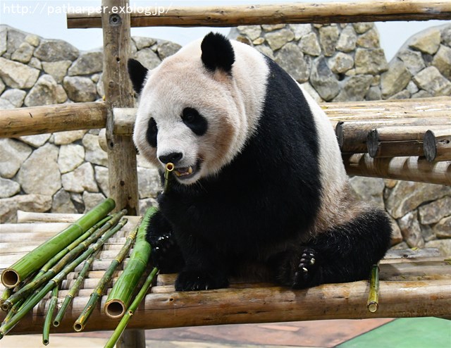 ２０１７年４月　白浜パンダ見隊　その３_a0052986_7335060.jpg