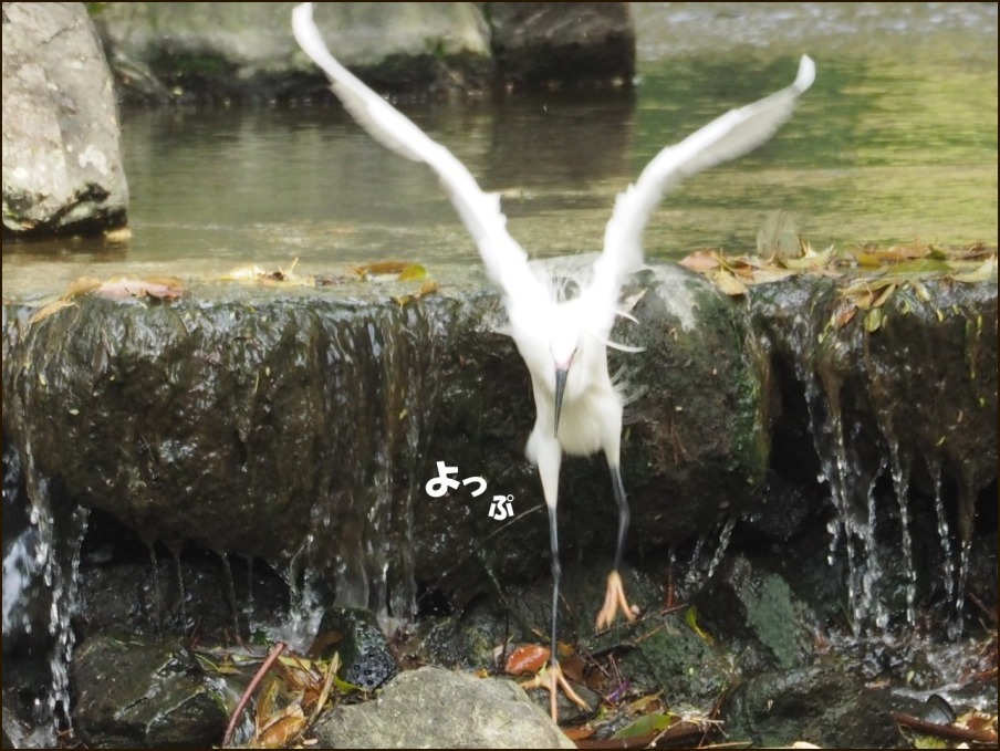 桜の見納めと鳥さん_c0228386_15535534.jpg