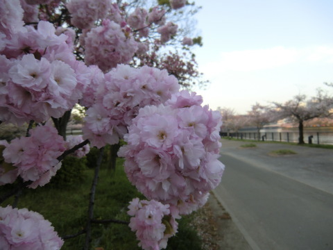 淀川花道　春爛漫_b0176192_12000247.jpg