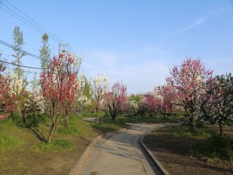 淀川花道　春爛漫_b0176192_12032770.jpg