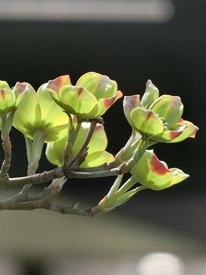 e0120794_21095000.jpg