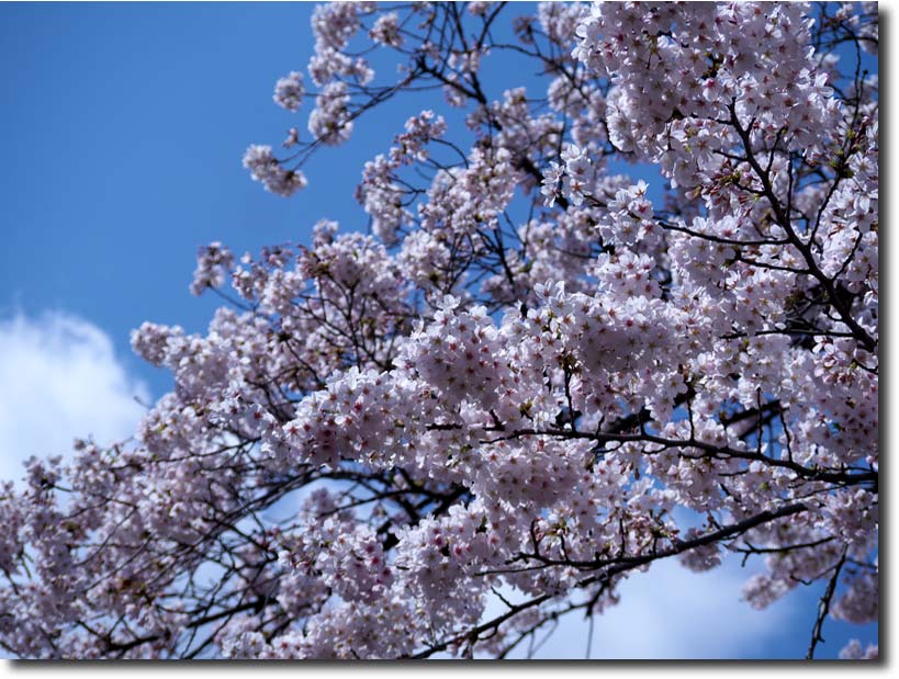 桜の花散策（石神井川） ・・・ 4月_c0124497_14131084.jpg