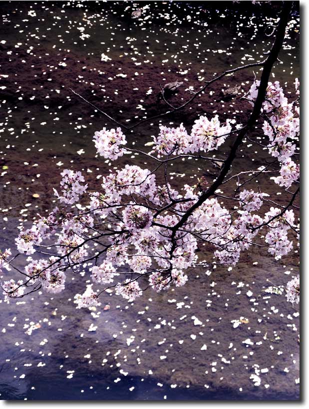 桜の花散策（石神井川） ・・・ 4月_c0124497_14204437.jpg