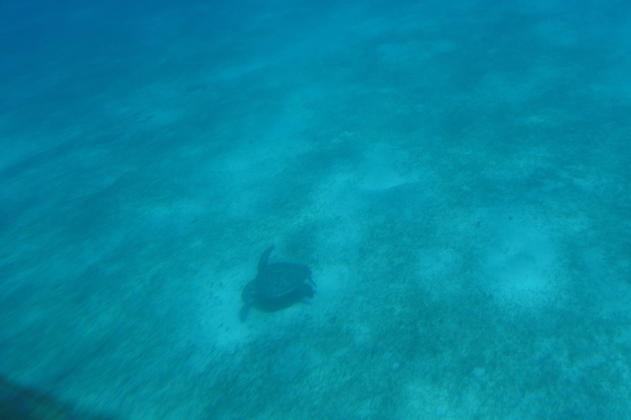 カリビアンクルーズ：ハイエンドな島・Gastries, St. Lucia　午後編_b0364498_16205732.jpg