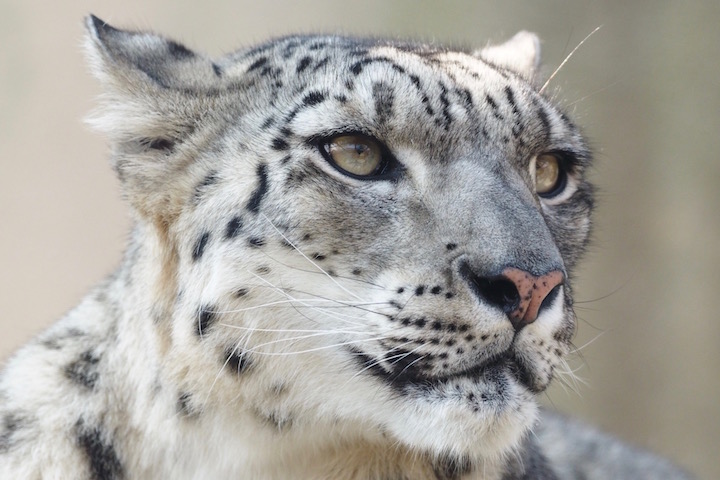 ユキヒョウのユッコ 動物園写真館