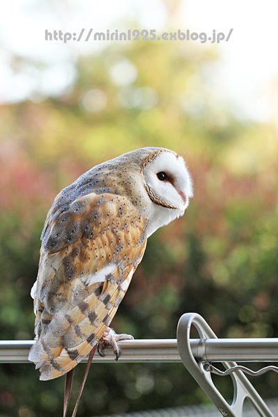 メンフクロウのみりんちゃん~お庭にて♪~_b0363400_19484472.jpg