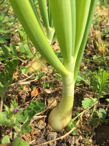 今朝もまた菜園の見回りから_e0344004_07575359.jpg