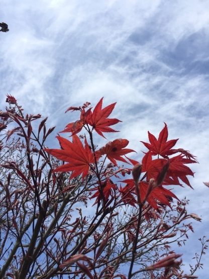 今朝もまた菜園の見回りから_e0344004_07580680.jpg