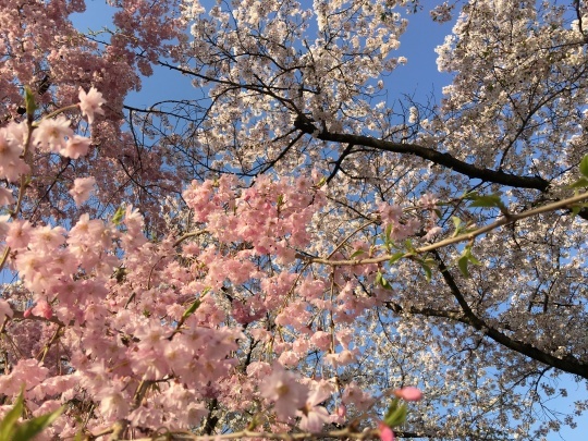 大阪城からの大阪造幣局の桜&#127800;_b0043506_20112588.jpg