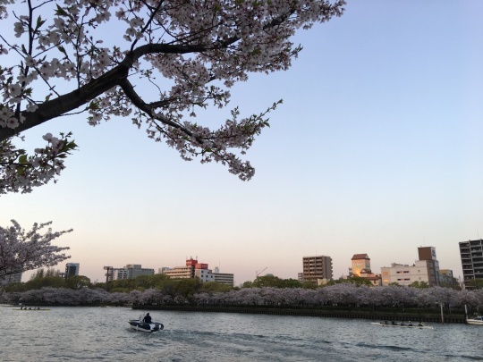 大阪城からの大阪造幣局の桜&#127800;_b0043506_20284996.jpg