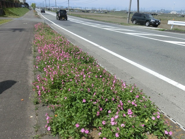 ピンクのれんげ畑に富士山と新幹線が映える　第3回富士山れんげまつり_f0141310_07575528.jpg