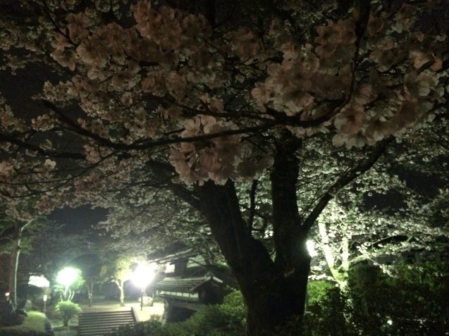 山里の桜、故郷の桜_b0366211_11270002.jpg