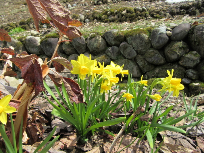 ユリ球根植えの日　裏庭の様子　_f0067514_16025454.jpg