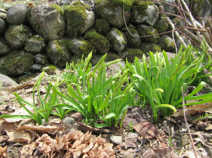 ユリ球根植えの日　裏庭の様子　_f0067514_16030804.jpg