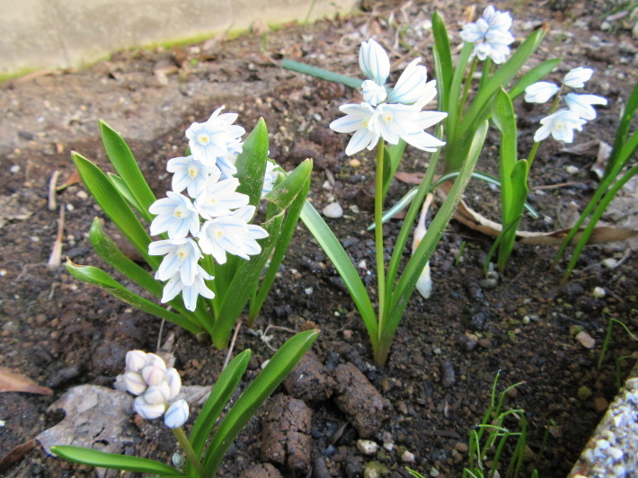 ユリ球根植えの日　裏庭の様子　_f0067514_16040438.jpg