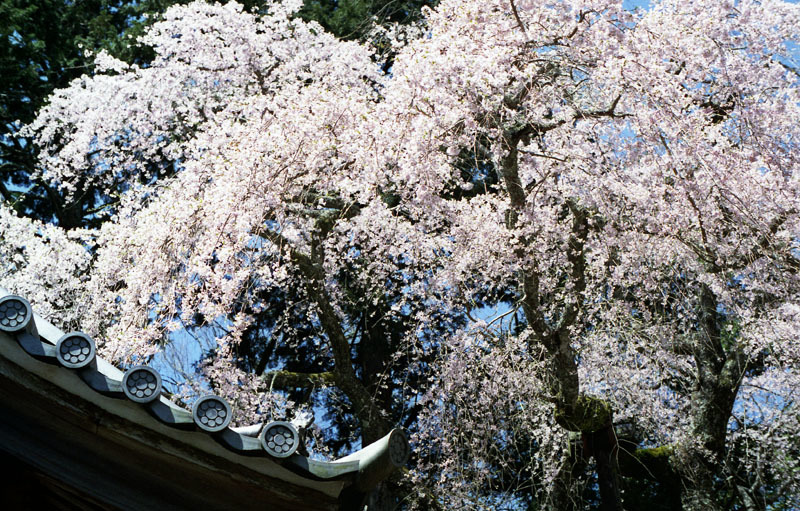 甍の桜　　OM-１_e0362418_21343601.jpg