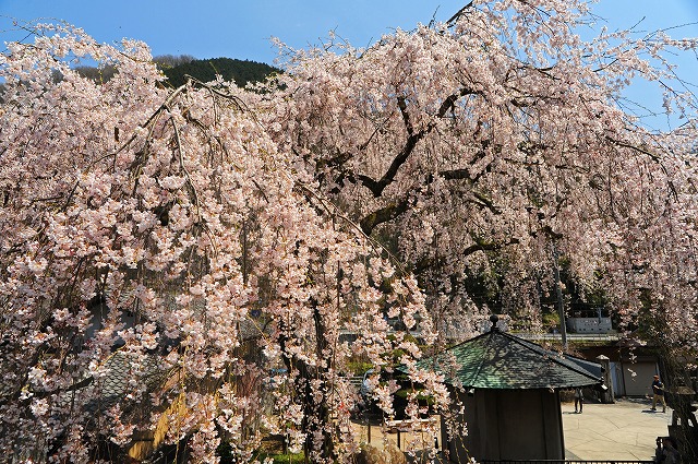 佐久間康郎さんの作品です。　蓮照寺のしだれ桜_a0300121_17582557.jpg