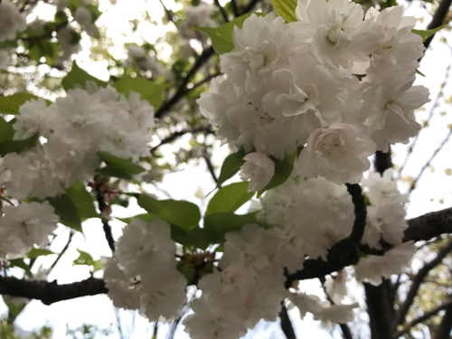 ■遅咲きの桜_e0163721_08374744.jpg