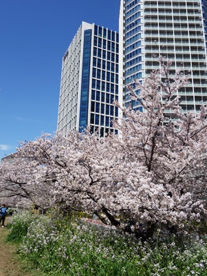 ぶらり東京/ｃａｆｅと桜旅Ⅲ_c0204725_2115059.jpg