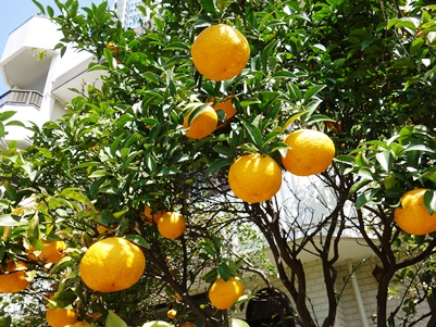 c0204725_2184759.jpg