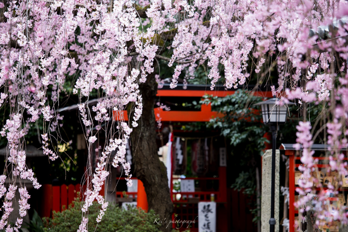 ひとりじめ　　　（水火天満宮　　京都）_c0235725_23010320.jpg