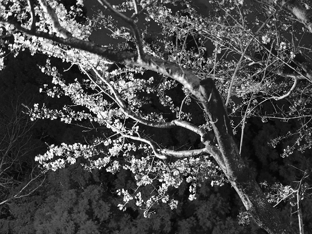 monotone cherry blossom_d0052327_1543736.jpg