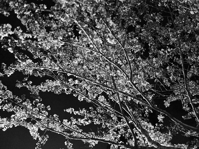 monotone cherry blossom_d0052327_1545015.jpg
