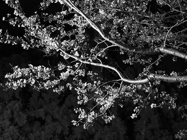 monotone cherry blossom_d0052327_155256.jpg