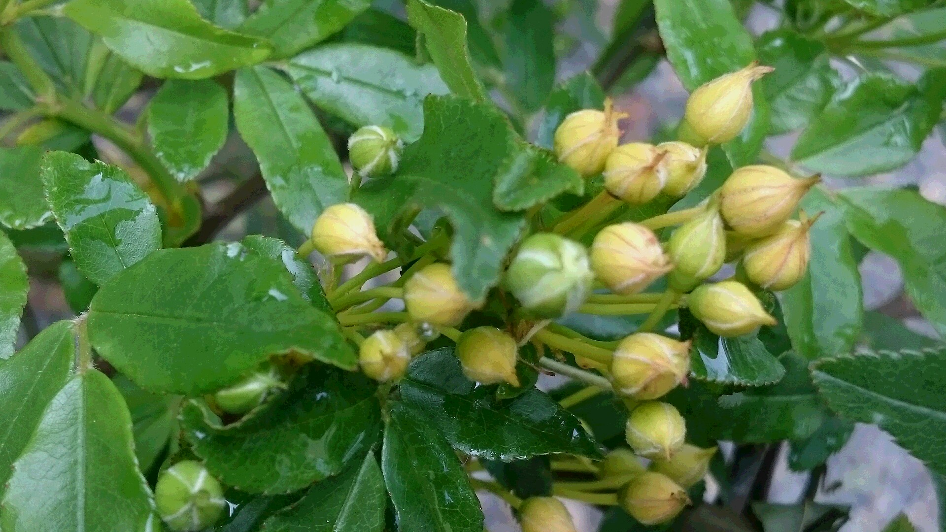 d0084628_8472410.jpg