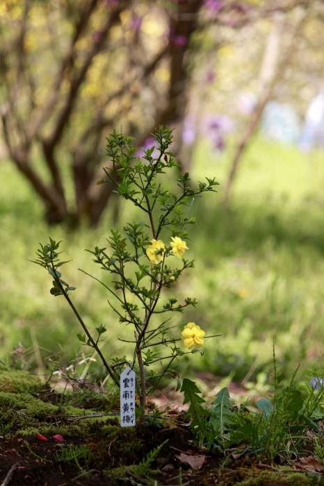 【城山かたくりの里 - 2 -】_f0348831_06552400.jpg