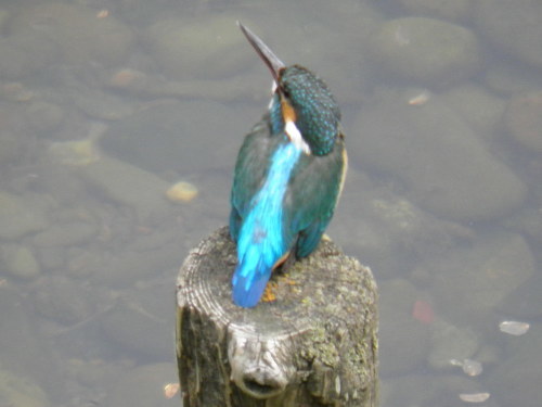 c0338136_13461364.jpg
