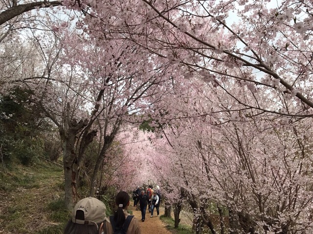 お花見ミーティング2017_a0356837_09275360.jpg