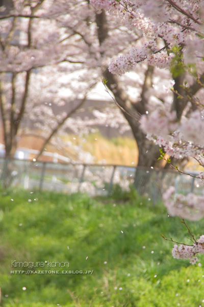 新しい景色**続・Sakura diary_b0197639_20075833.jpg