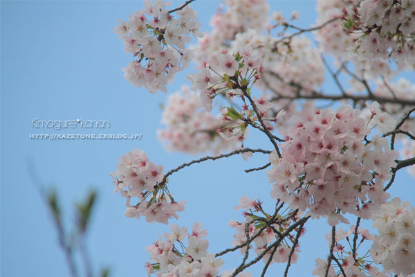 新しい景色**続・Sakura diary_b0197639_20200869.jpg