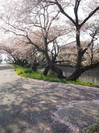 桜も終わりの時期_d0245240_03322568.jpg