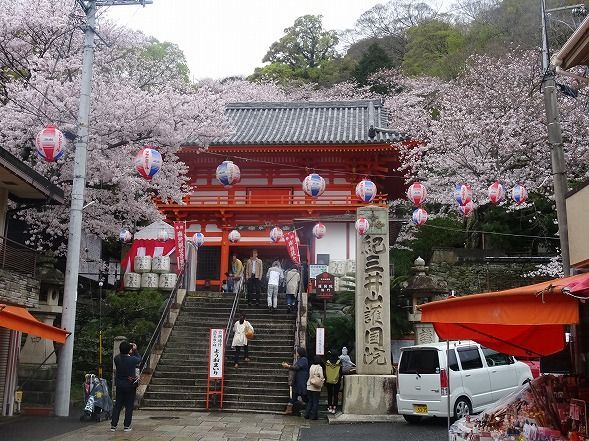 紀三井寺の桜 彩の気まぐれ写真