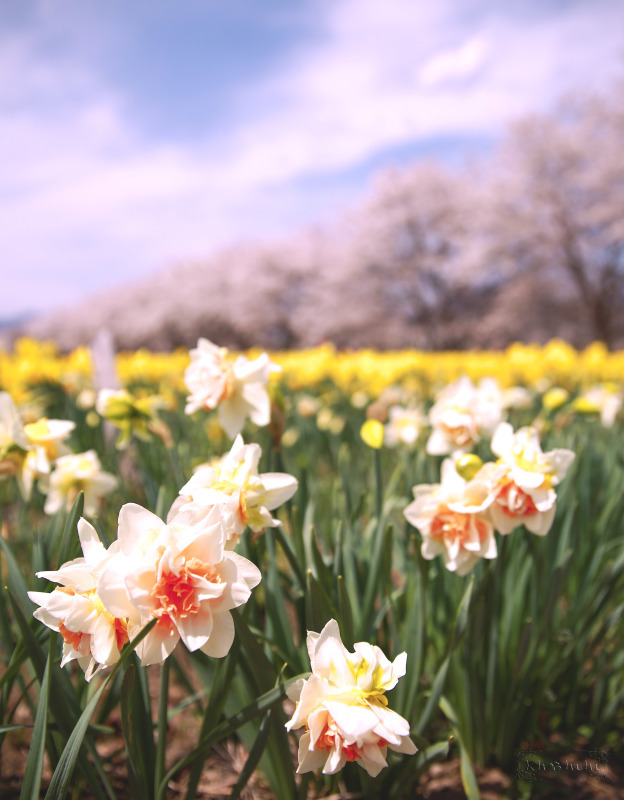 Spring collaboration_e0151944_14314369.jpg