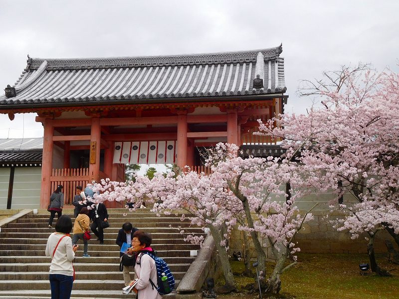 御室（おむろ）「仁和寺の桜」20170410_e0237645_12323090.jpg