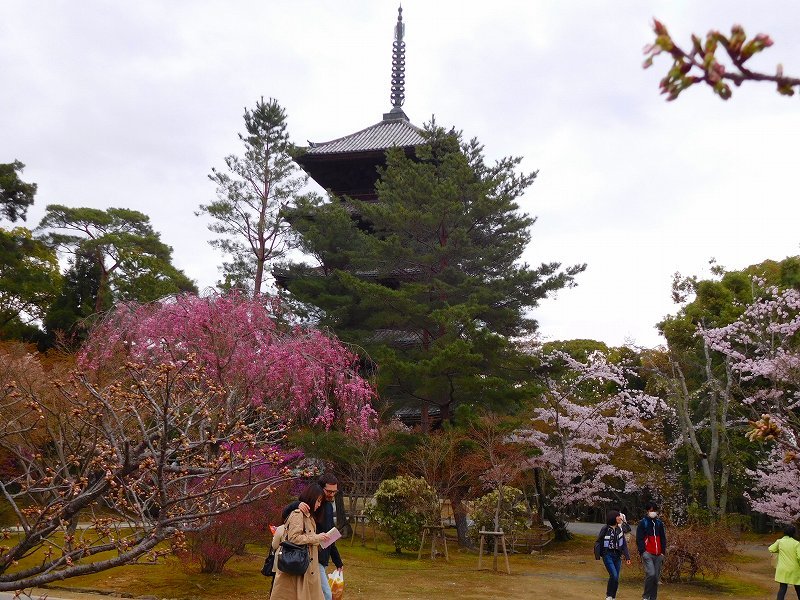 御室（おむろ）「仁和寺の桜」20170410_e0237645_12355197.jpg