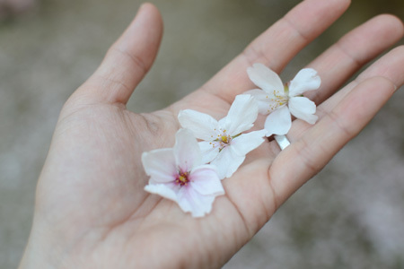 なごり桜。_d0227246_12241923.jpg