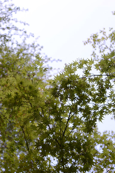 なごり桜。_d0227246_12242096.jpg