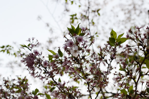 なごり桜。_d0227246_12242171.jpg