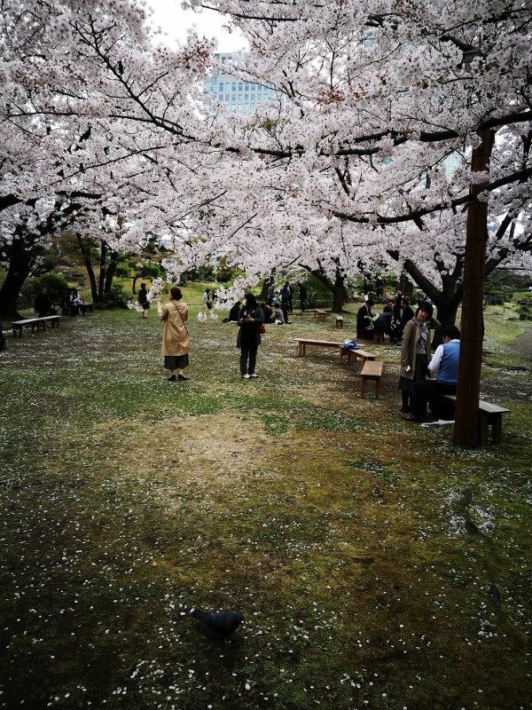 江戸の桜 旧芝離宮恩賜庭園２ 東京都 963 77
