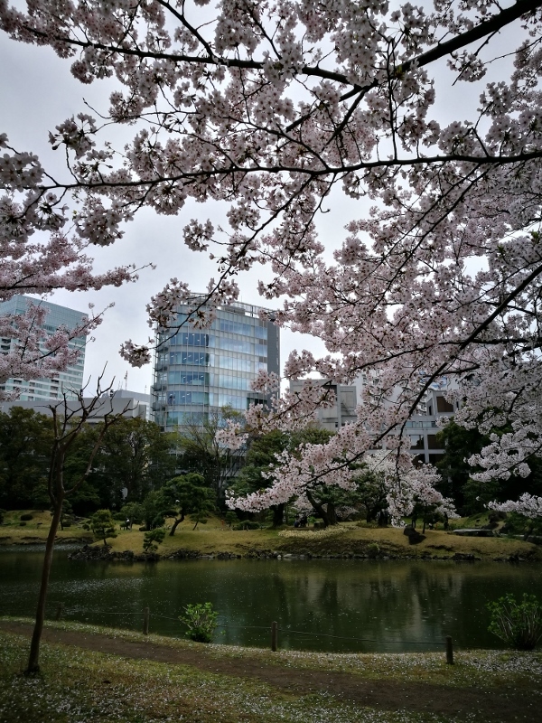 江戸の桜 旧芝離宮恩賜庭園２ 東京都 963 77