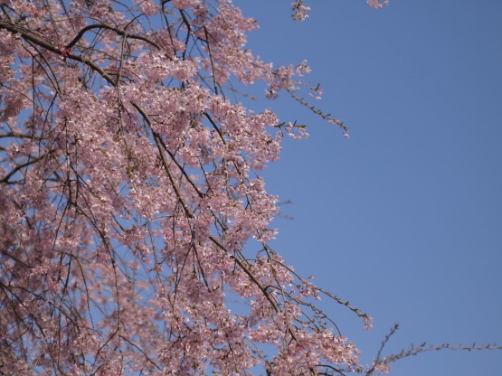 竹田の里　しだれ桜まつり_e0143047_21481481.jpg